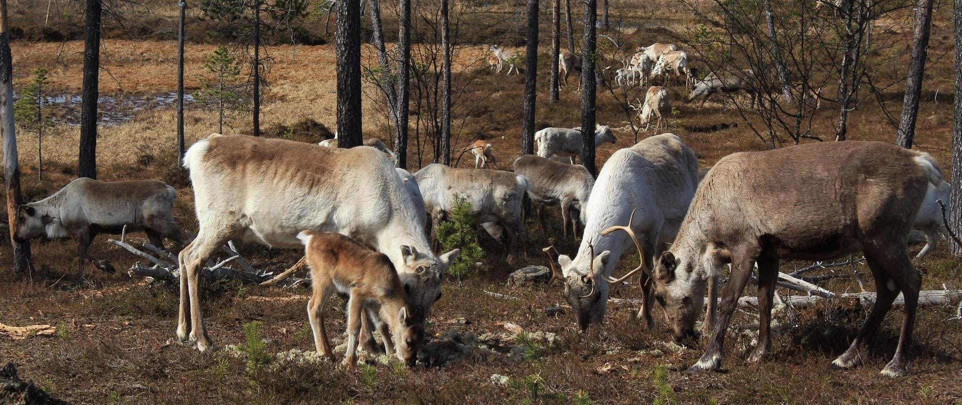 Pyhä-Luosto 的驯鹿农场和野生动物园